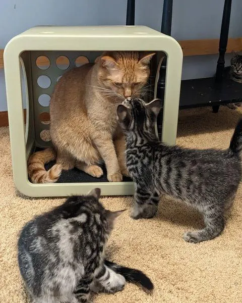 Chat retrouve équipe chatons suivent partout ne prendront pas non pour réponse