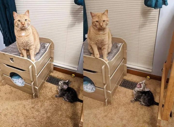 Chat retrouve équipe chatons suivent partout ne prendront pas non pour réponse