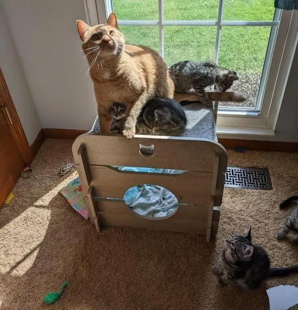 Chat retrouve équipe chatons suivent partout ne prendront pas non pour réponse