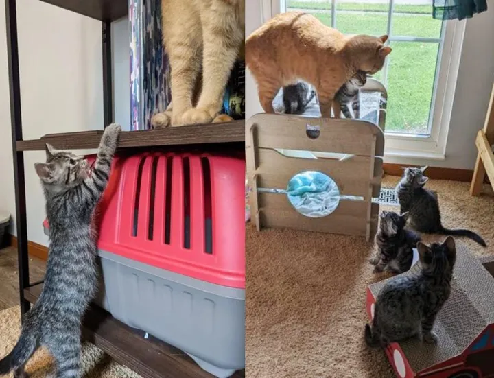 Chat retrouve équipe chatons suivent partout ne prendront pas non pour réponse