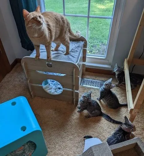 Chat retrouve équipe chatons suivent partout ne prendront pas non pour réponse