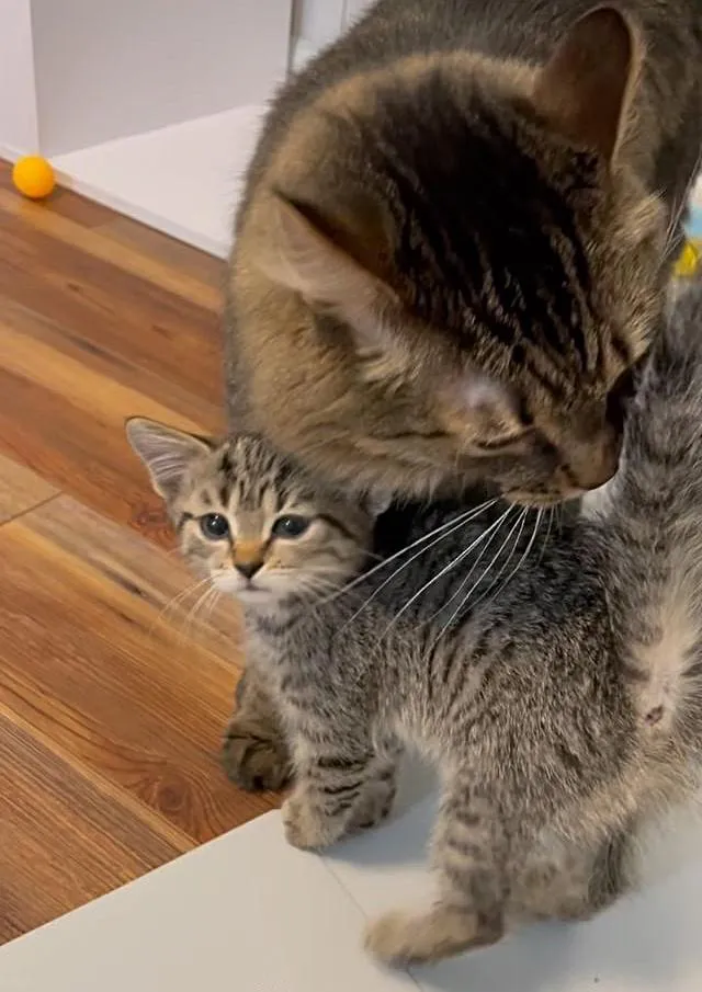 Chat retrouve équipe chatons suivent partout ne prendront pas non pour réponse