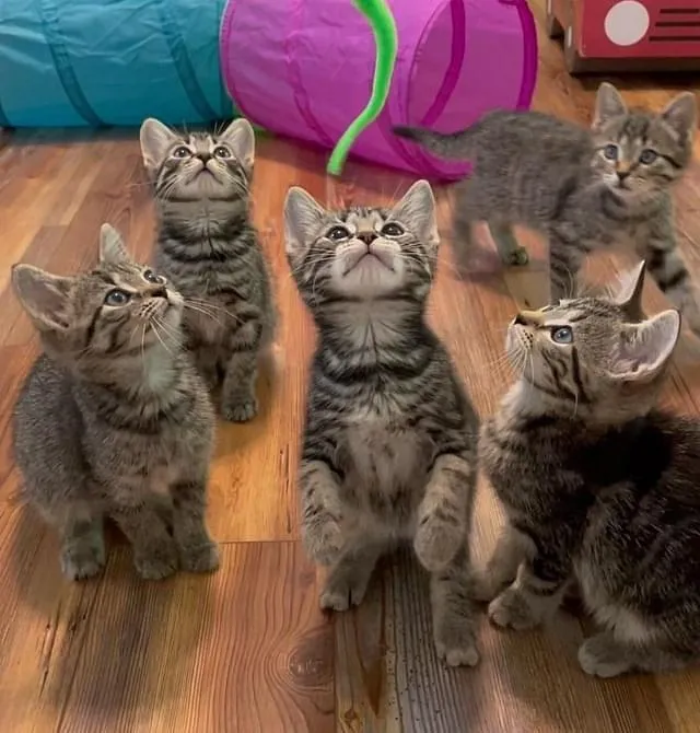 Chat retrouve équipe chatons suivent partout ne prendront pas non pour réponse