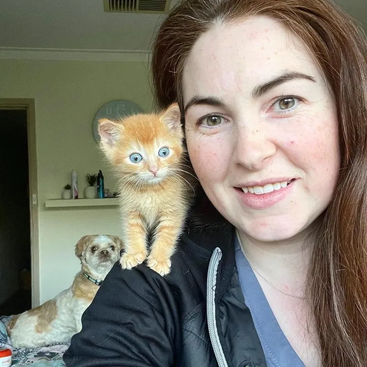 Chaton obtient équipe l'aider mieux respirer se transforme chat d'épaule heureux