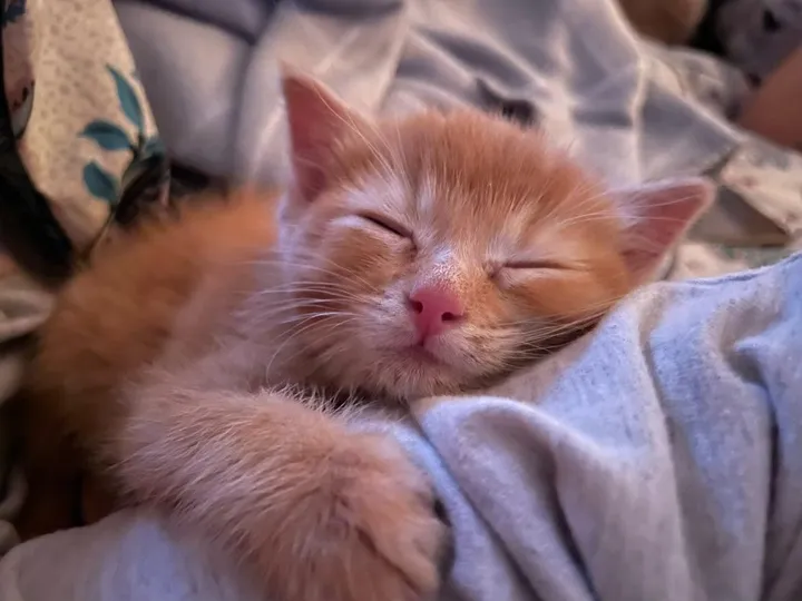 Chaton obtient équipe l'aider mieux respirer se transforme chat d'épaule heureux