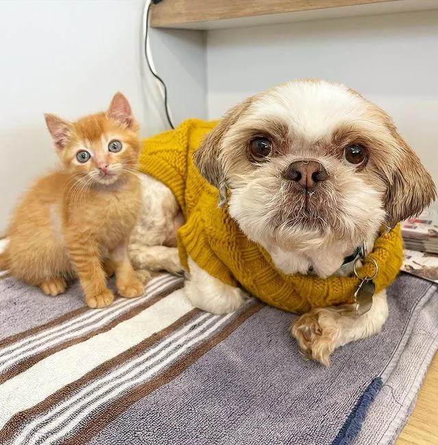 Chaton obtient équipe l'aider mieux respirer se transforme chat d'épaule heureux