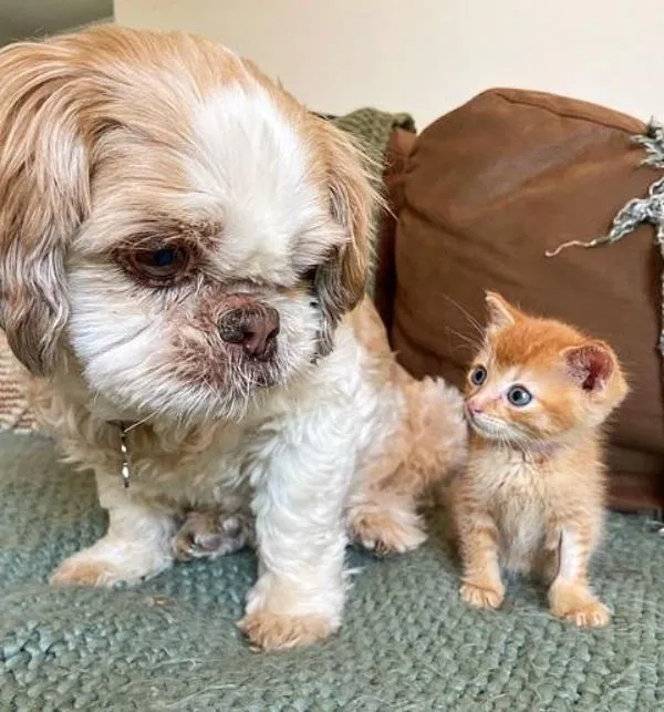 Chaton obtient équipe l'aider mieux respirer se transforme chat d'épaule heureux