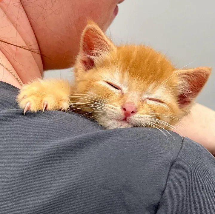 Chaton obtient équipe l'aider mieux respirer se transforme chat d'épaule heureux