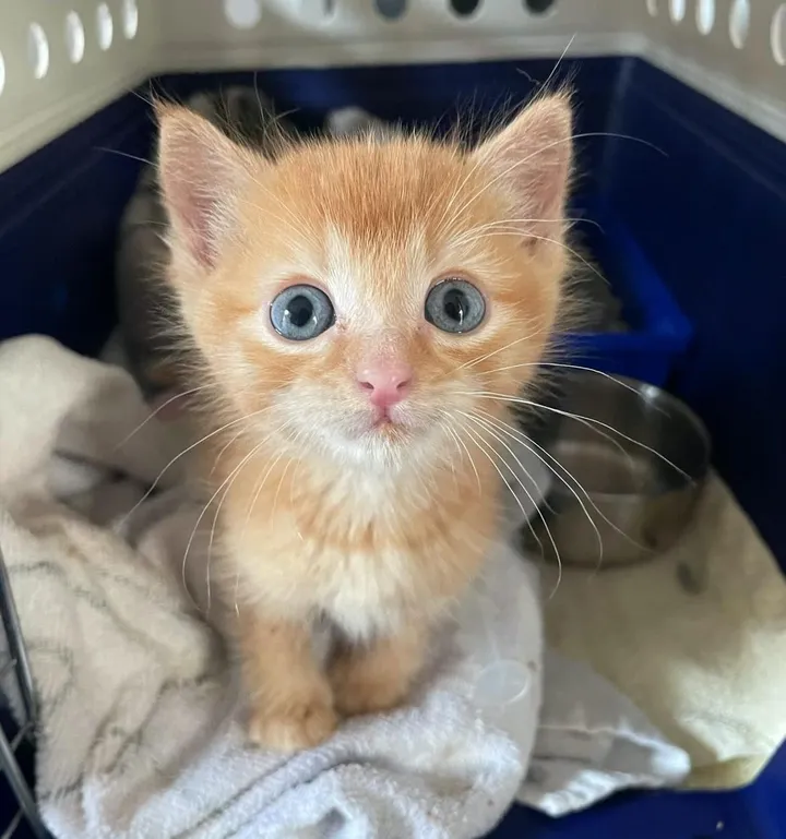 Chaton obtient équipe l'aider mieux respirer se transforme chat d'épaule heureux