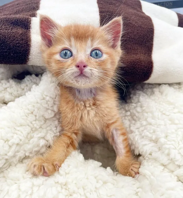 Chaton obtient équipe l'aider mieux respirer se transforme chat d'épaule heureux
