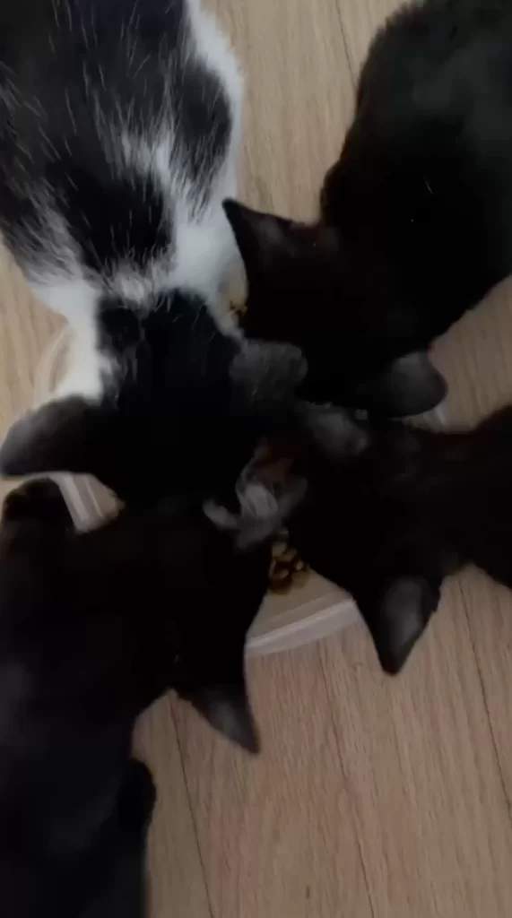 Filles trouve boîte abandonnée bébés plus mignons l'intérieur