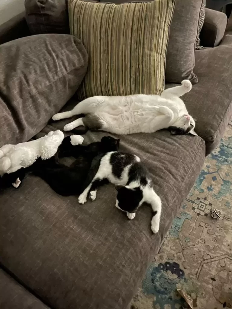 Filles trouve boîte abandonnée bébés plus mignons l'intérieur