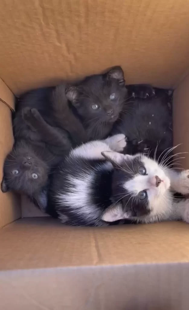 Filles trouve boîte abandonnée bébés plus mignons l'intérieur