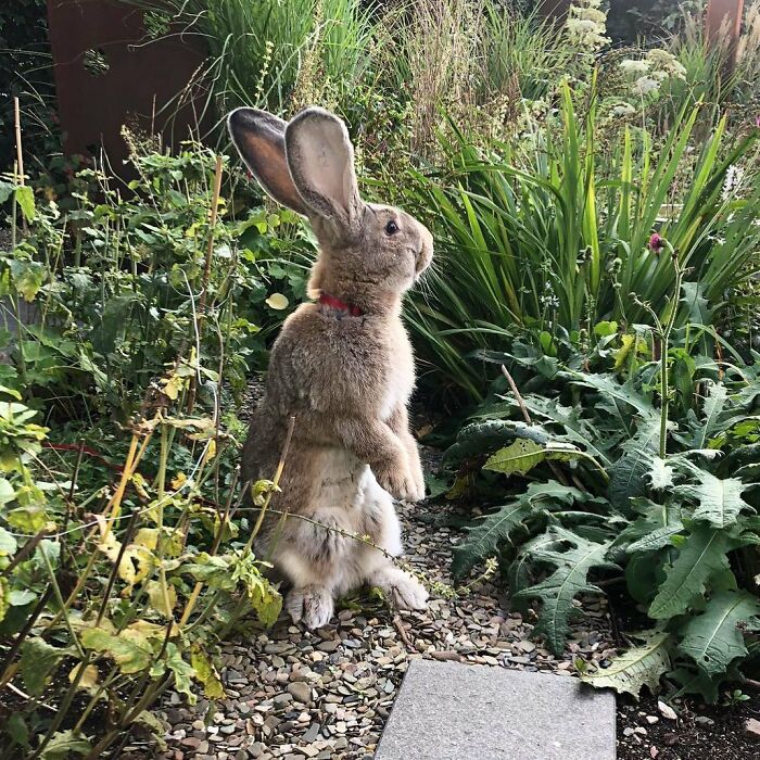 Guus lapin 10 kg attire l'attention non seulement par taille aussi personnalité chien
