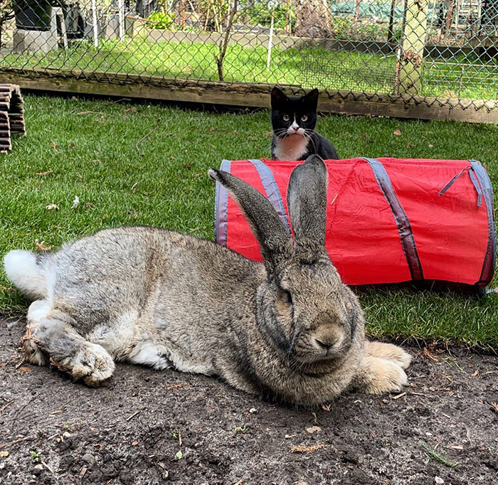 Guus lapin 10 kg attire l'attention non seulement par taille aussi personnalité chien