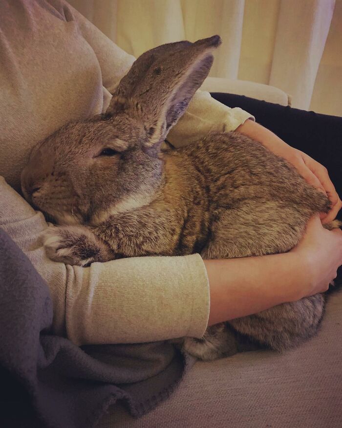 Guus lapin 10 kg attire l'attention non seulement par taille aussi personnalité chien