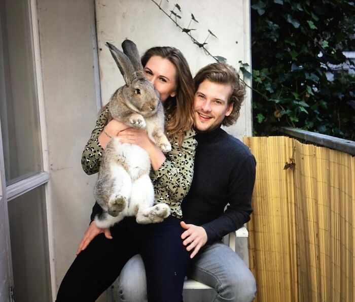 Guus lapin 10 kg attire l'attention non seulement par taille aussi personnalité chien