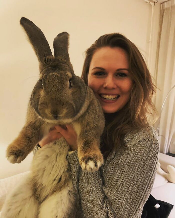 Guus lapin 10 kg attire l'attention non seulement par taille aussi personnalité chien