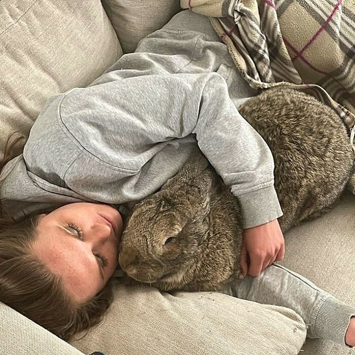 Guus lapin 10 kg attire l'attention non seulement par taille aussi personnalité chien