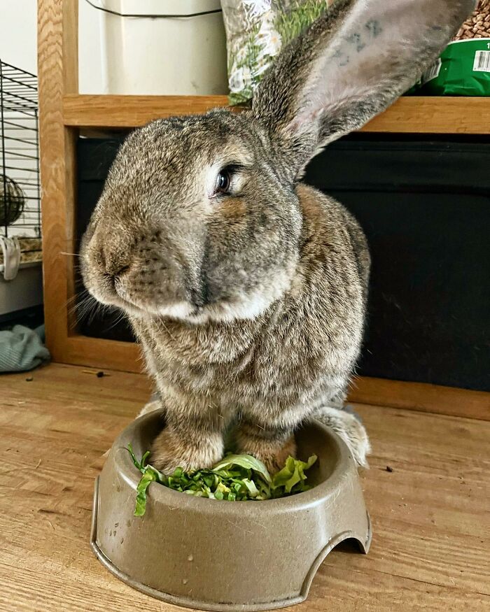 Guus lapin 10 kg attire l'attention non seulement par taille aussi personnalité chien