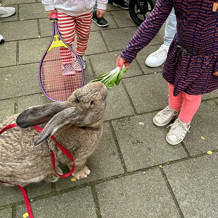 Guus lapin 10 kg attire l'attention non seulement par taille aussi personnalité chien