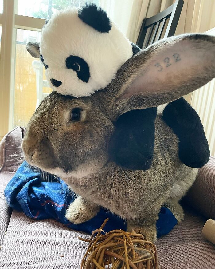 Guus lapin 10 kg attire l'attention non seulement par taille aussi personnalité chien