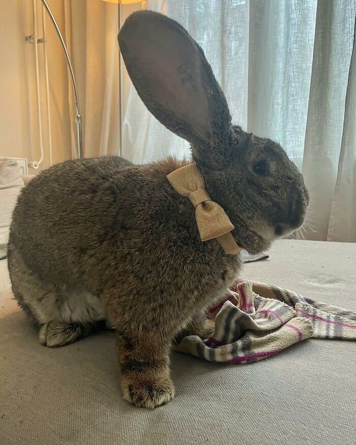 Guus lapin 10 kg attire l'attention non seulement par taille aussi personnalité chien