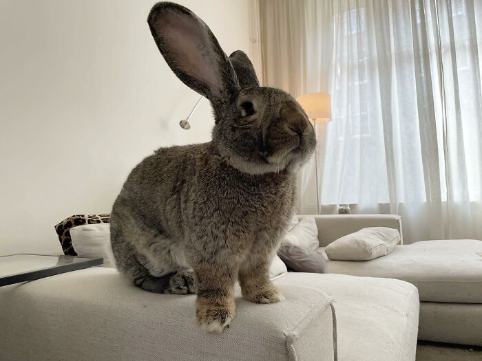 Guus lapin 10 kg attire l'attention non seulement par taille aussi personnalité chien