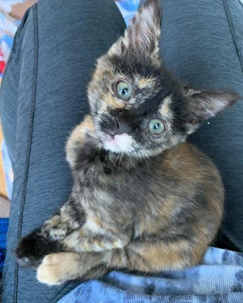 Le chaton passe de trébucher à courir et à sauter à nouveau en quelques semaines seulement