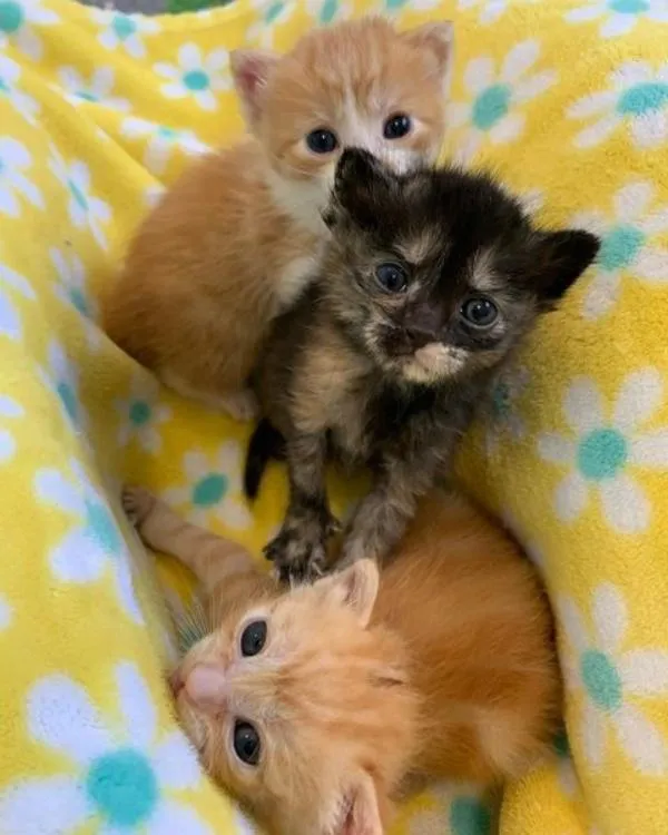 Le chaton passe de trébucher à courir et à sauter à nouveau en quelques semaines seulement