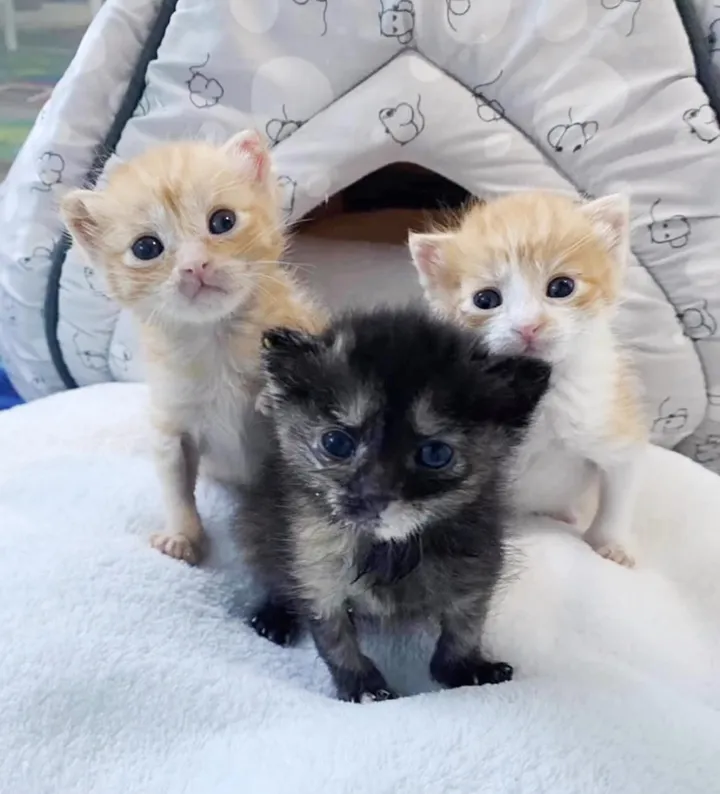 Le chaton passe de trébucher à courir et à sauter à nouveau en quelques semaines seulement