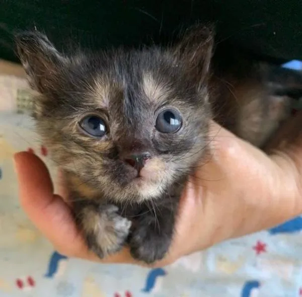 Le chaton passe de trébucher à courir et à sauter à nouveau en quelques semaines seulement