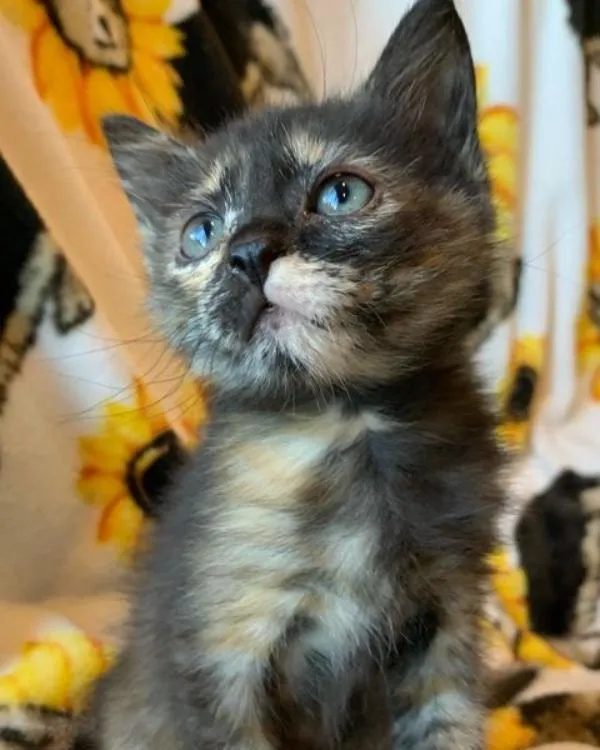 Le chaton passe de trébucher à courir et à sauter à nouveau en quelques semaines seulement