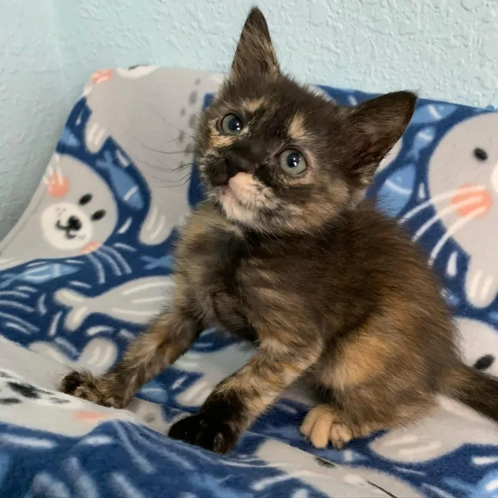 Le chaton passe de trébucher à courir et à sauter à nouveau en quelques semaines seulement