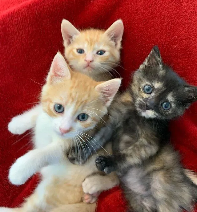Le chaton passe de trébucher à courir et à sauter à nouveau en quelques semaines seulement