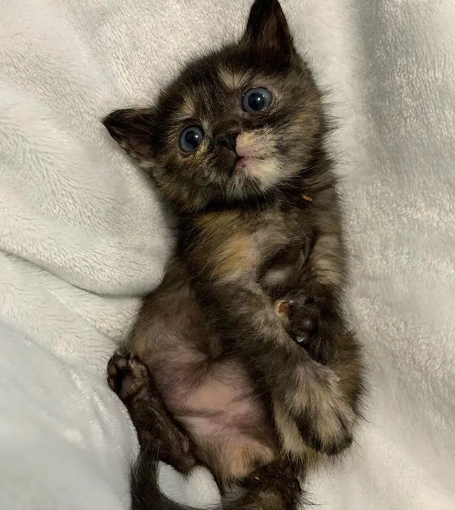 Le chaton passe de trébucher à courir et à sauter à nouveau en quelques semaines seulement