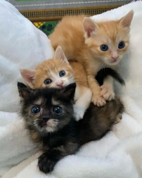 Le chaton passe de trébucher à courir et à sauter à nouveau en quelques semaines seulement