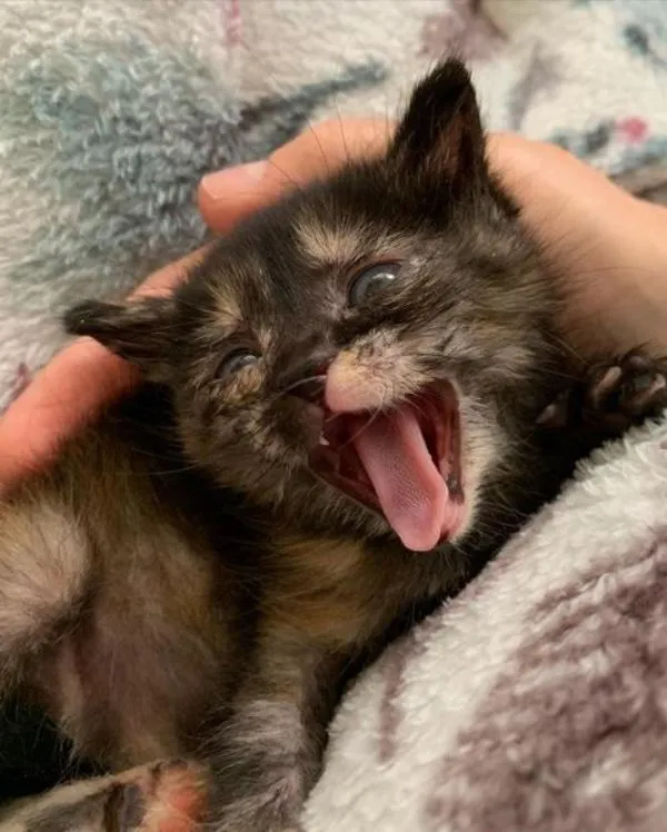 Le chaton passe de trébucher à courir et à sauter à nouveau en quelques semaines seulement