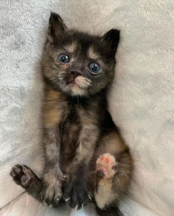 Le chaton passe de trébucher à courir et à sauter à nouveau en quelques semaines seulement