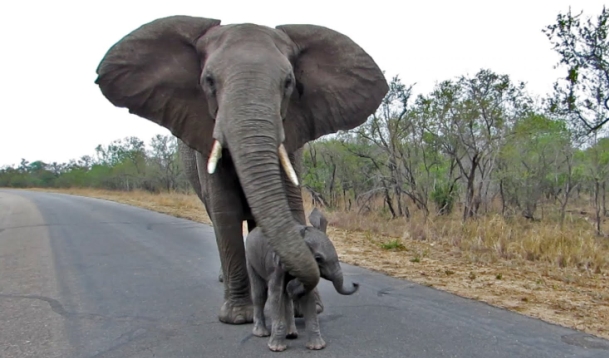 Ne parlez pas étrangers mère éléphant protège petit touristes