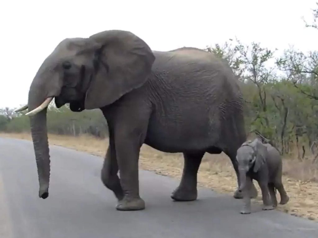 Ne parlez pas étrangers mère éléphant protège petit touristes