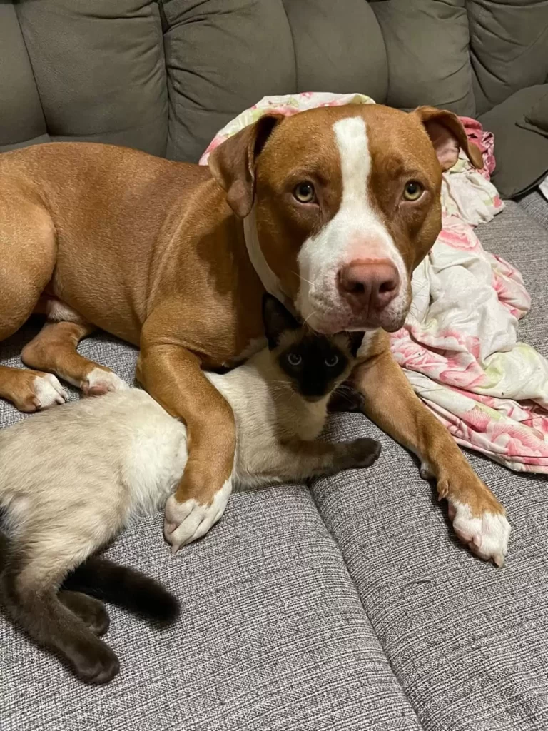 Pitbull déteste chats finit par adopter lui-même