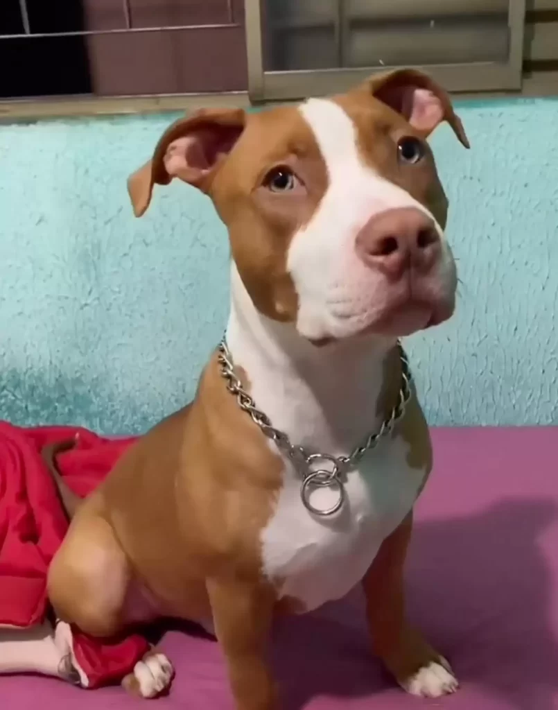 Pitbull déteste chats finit par adopter lui-même