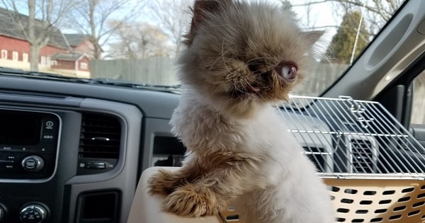 Une chatte borgne sauvée avec sa sœur qui n'a pas d'yeux et qui dépend d'elle
