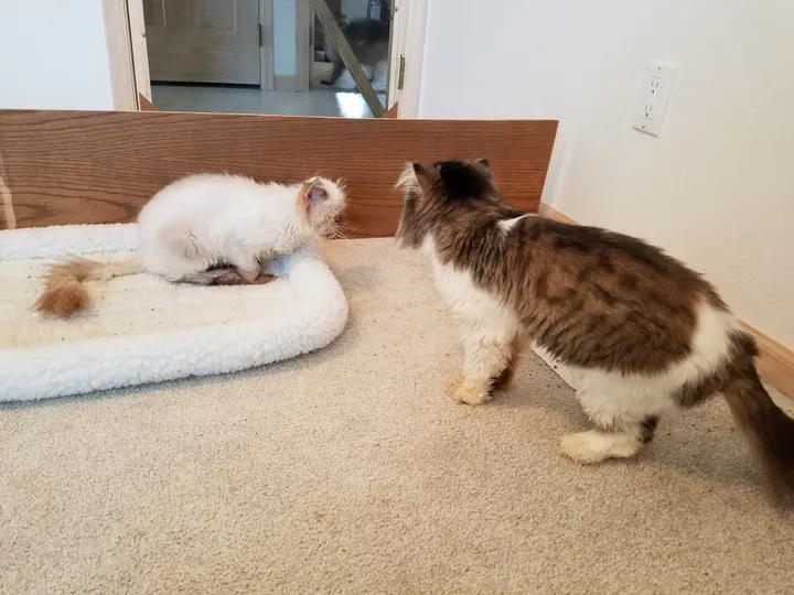 Une chatte borgne sauvée avec sa sœur qui n'a pas d'yeux et qui dépend d'elle