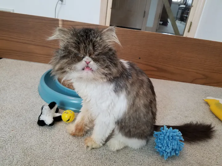 Une chatte borgne sauvée avec sa sœur qui n'a pas d'yeux et qui dépend d'elle