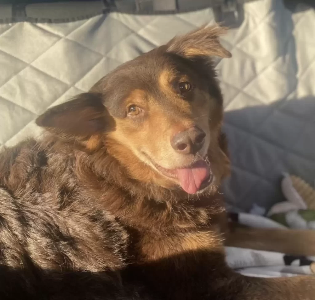chien errant este mois vivre reçoit meilleur cadeau femme qui l'a sauvé