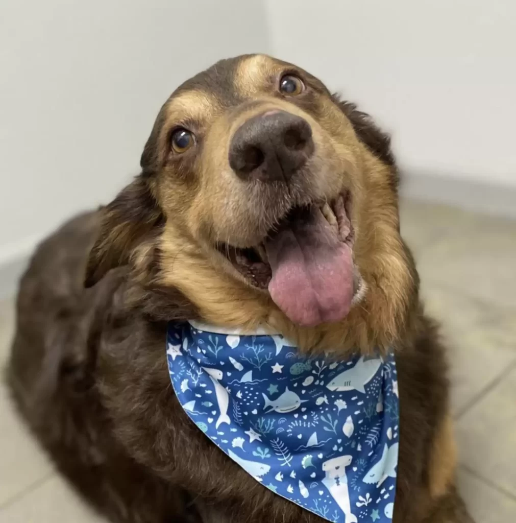 chien errant este mois vivre reçoit meilleur cadeau femme qui l'a sauvé