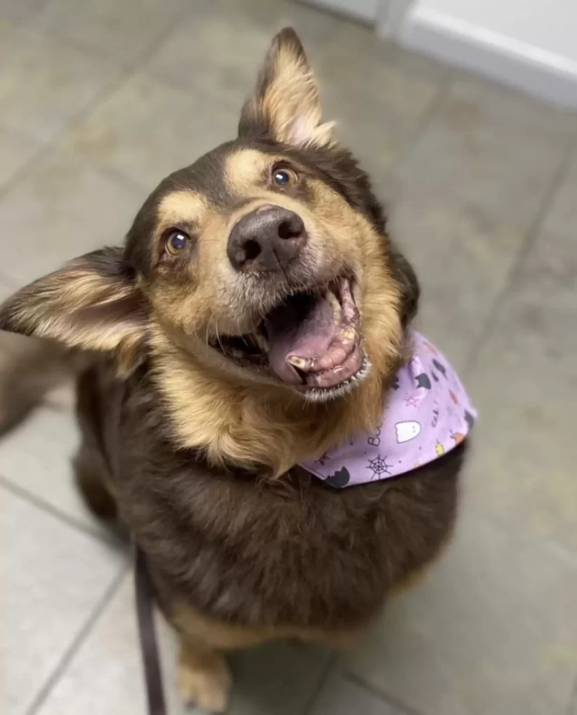 chien errant este mois vivre reçoit meilleur cadeau femme qui l'a sauvé
