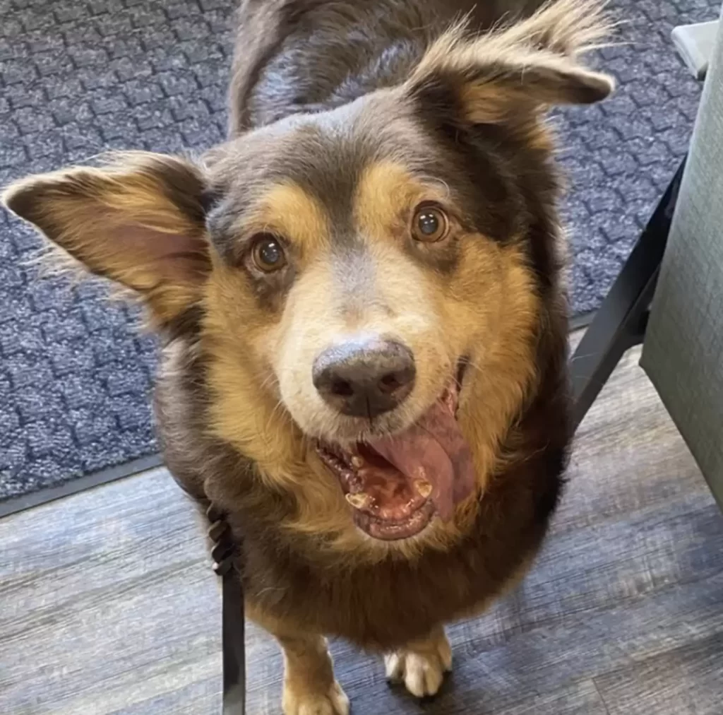 chien errant este mois vivre reçoit meilleur cadeau femme qui l'a sauvé